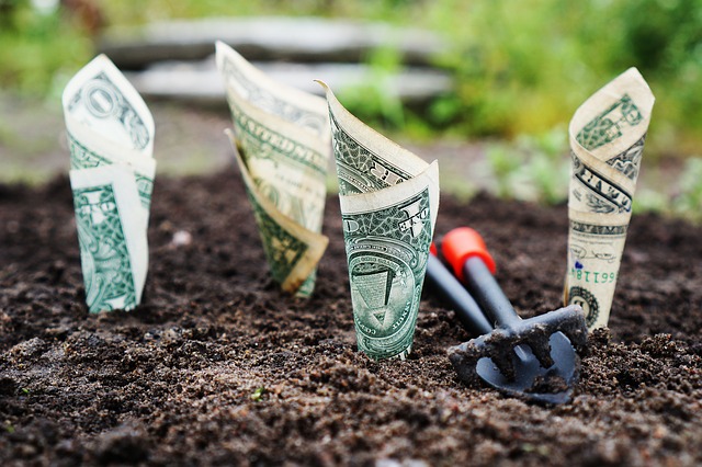 שטרות מגולגלים כמו עצים באדמה
